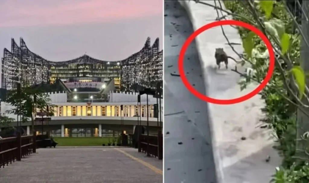 Viral! IKN Diserang Hama Tikus, OIKN Siapkan Ratusan Perangkap untuk Lindungi Infrastruktur Baru