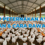 Atap Peternakan Ayam - Roofmaxx