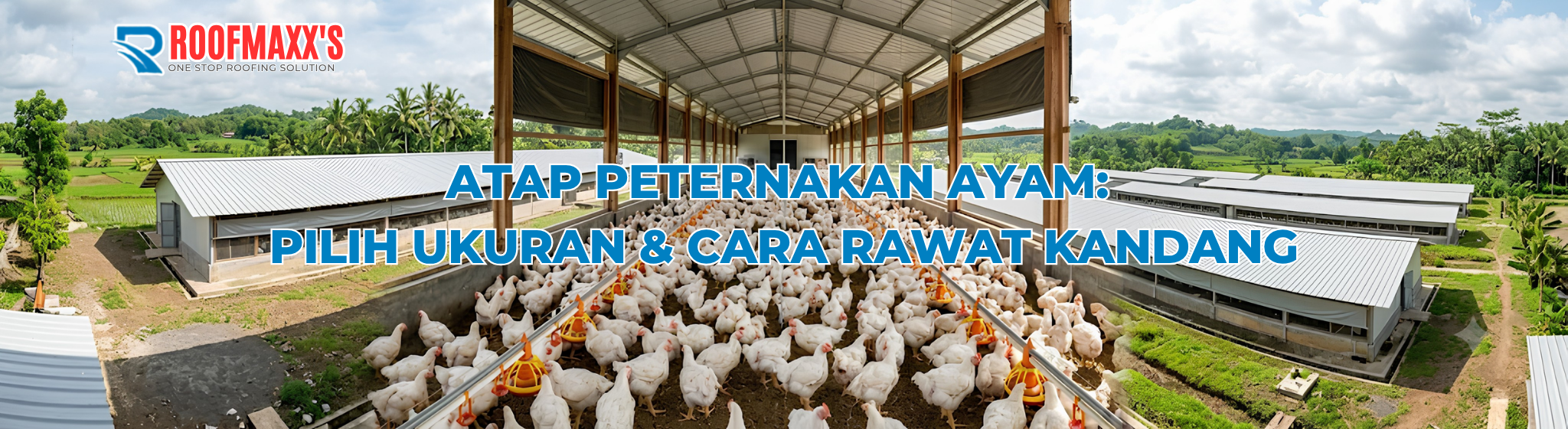 Atap Peternakan Ayam: Pilih Ukuran & Cara Rawat Kandang